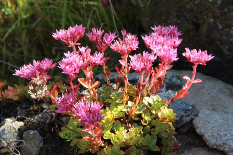 Очиток ложный (Sedum spurium `Roseum`)