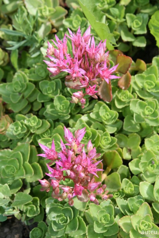 Очиток ложный (Sedum spurium `Roseum`)
