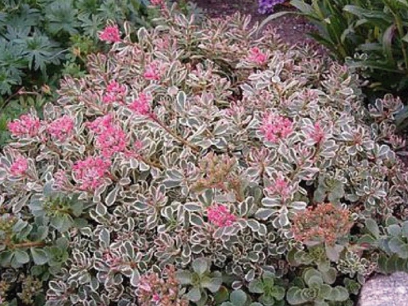 Очиток ложный 'Tricolor'
