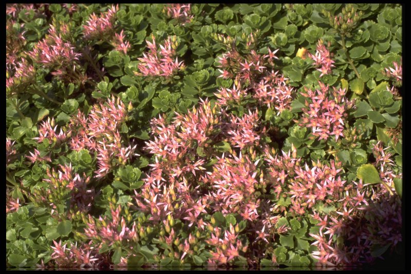 Sedum spurium `Roseum