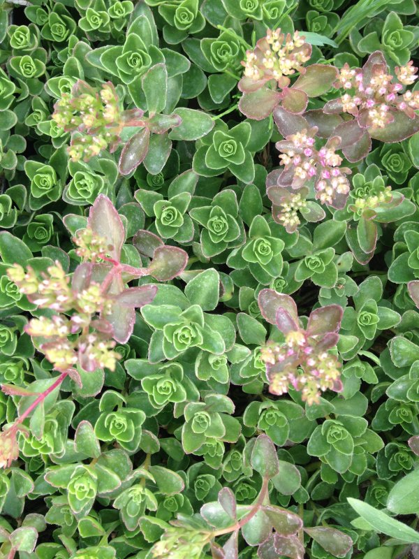 Очиток толстоветвистый - Sedum pachyclados
