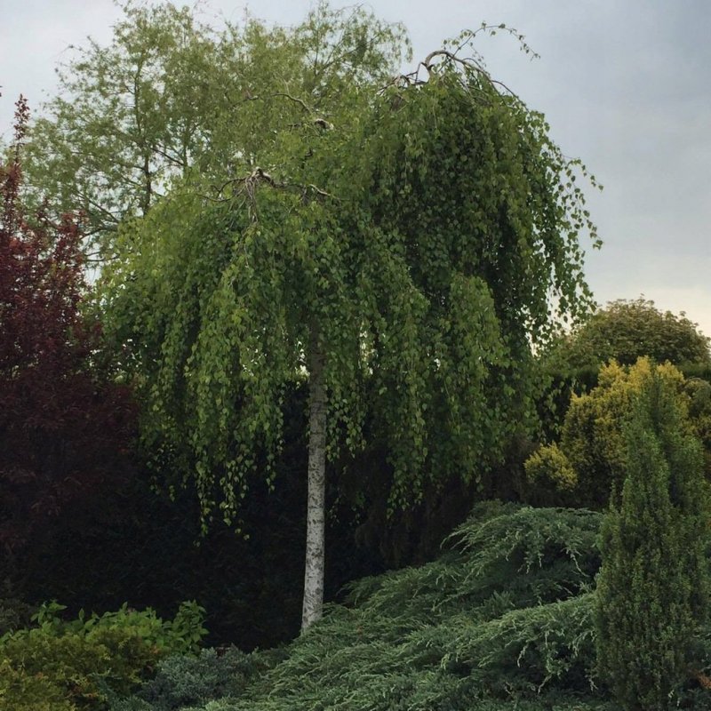Береза повислая Юнги Betula pendula Youngii