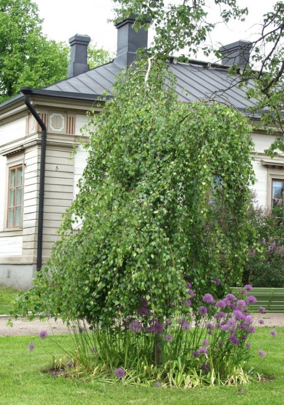 Береза плакучая Юнги
