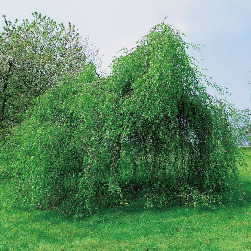 Береза повислая Betula pendula