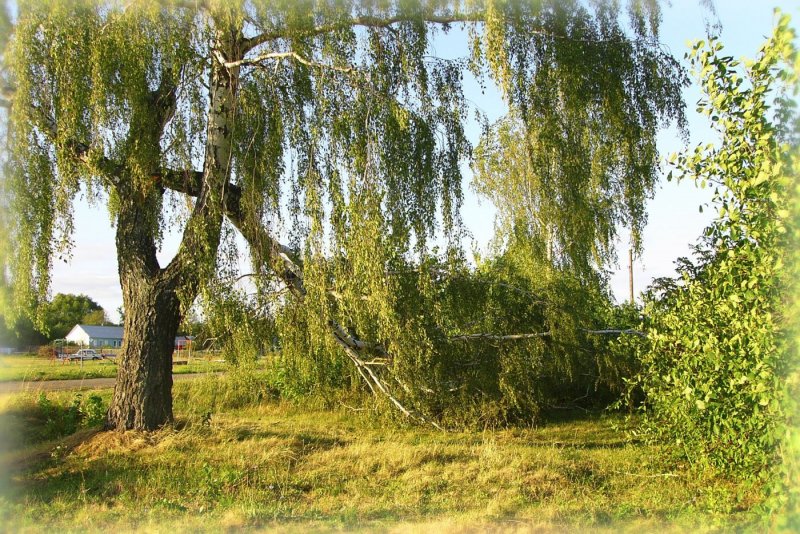 Плакучая береза