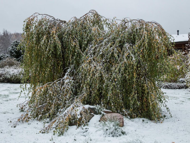 Береза Юнги зимой