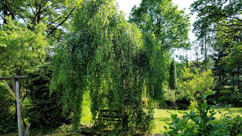 Betula pendula Youngii