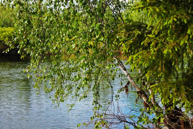 Береза плакучая Плес