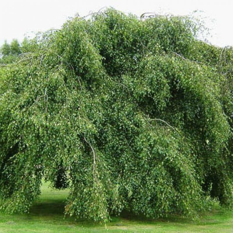 Береза повислая Юнги Betula pendula Youngii