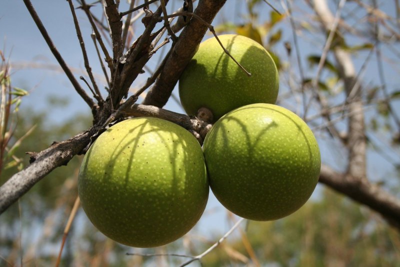 Чилибуха (Strychnos NUX Vomica)