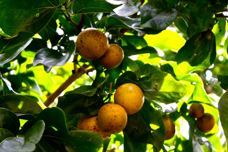 Чилибуха (Strychnos NUX Vomica)