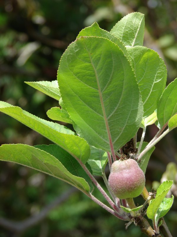Чилибуха (Strychnos NUX Vomica)