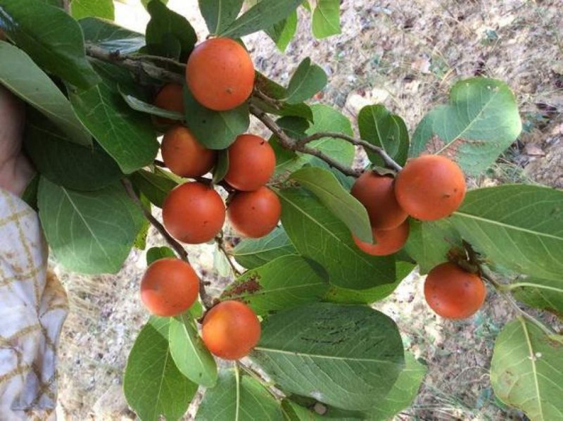Чилибуха (Strychnos NUX Vomica)