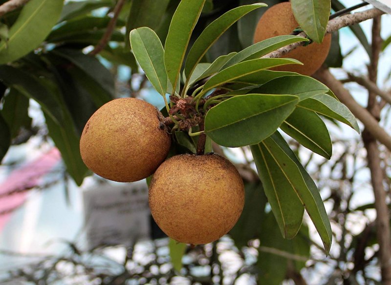 Manilkara zapota