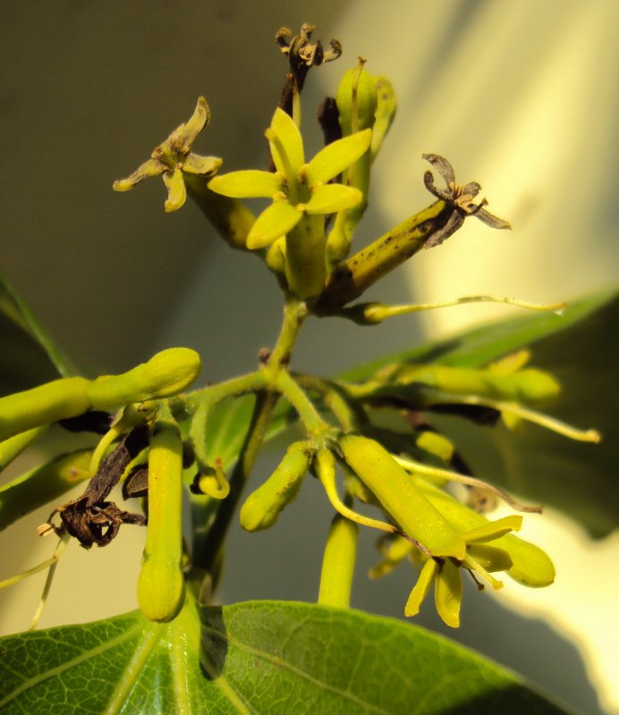 Strychnos NUX-Vomica