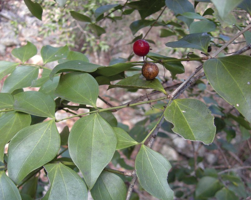 Strychnos Ignatii