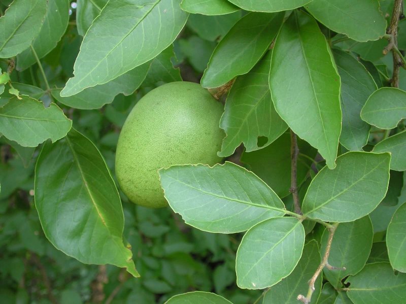 Green Fruit Tigran Mangasaryan