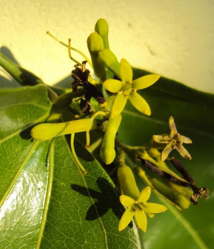 Strychnos NUX-Vomica