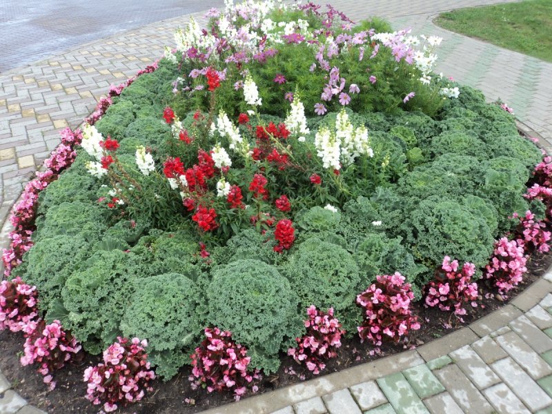 Однолетники для клумбы ярусная