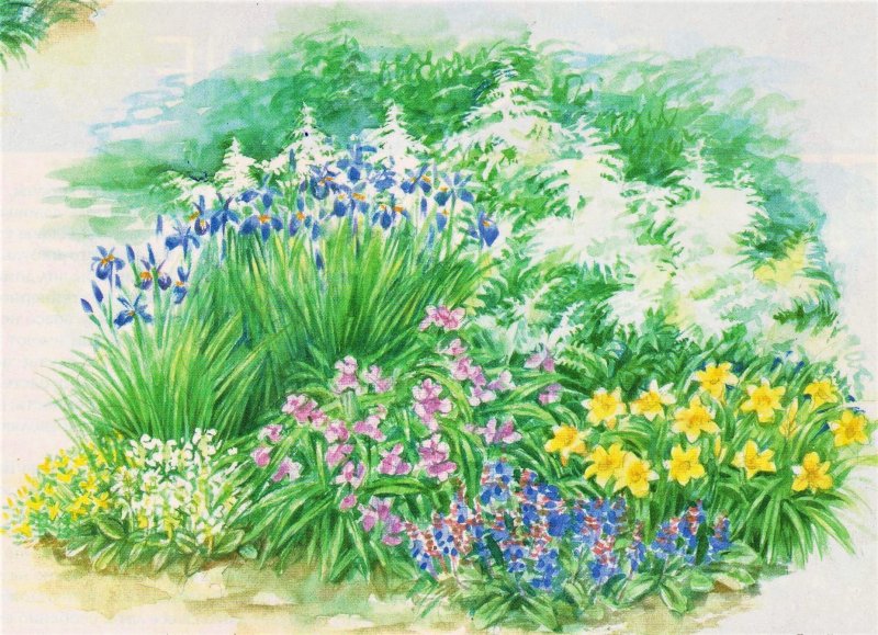 Клумба: астильба лилейник,Лаванда