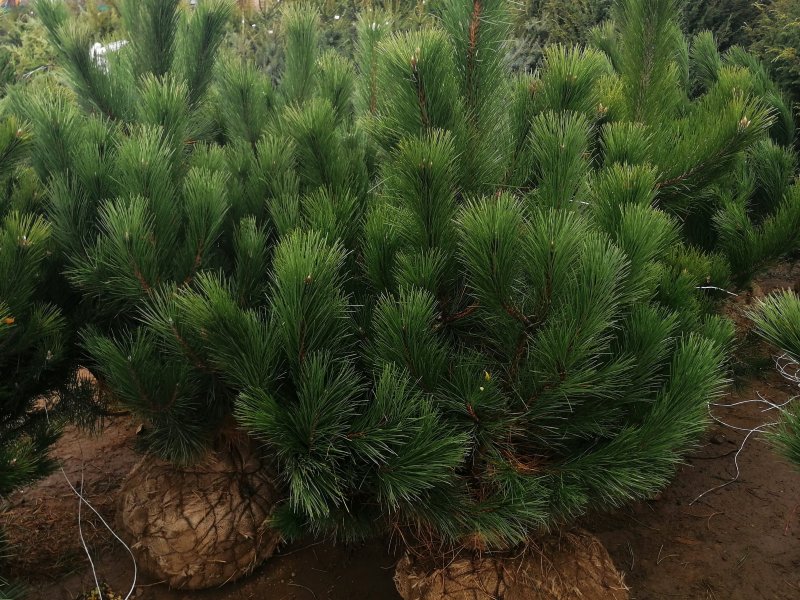 Сосна черная (Pinus nigra)