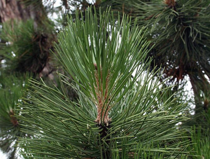Сосна черная (Pinus nigra)