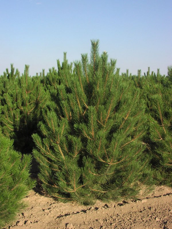 Сосна Pinus nigra