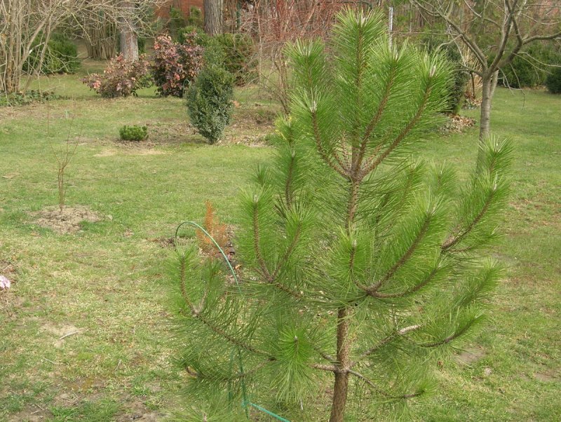Сосна Pinus nigra