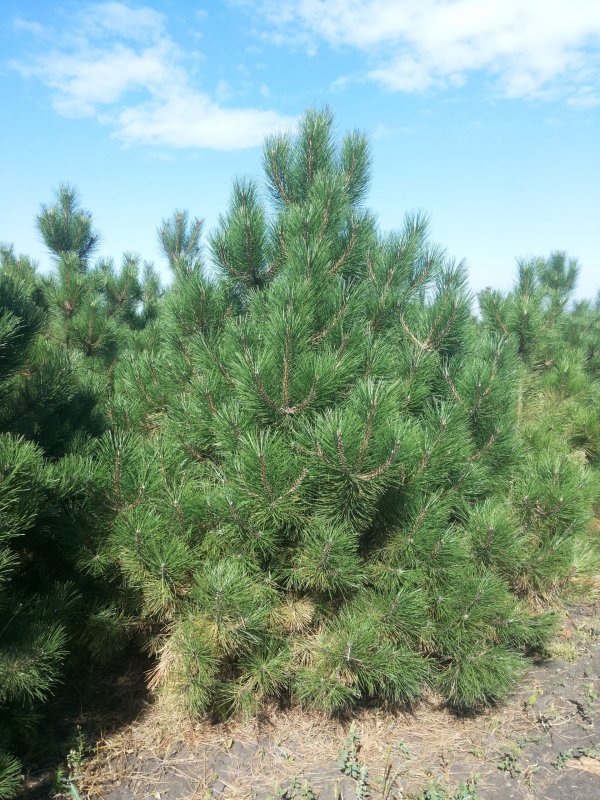 Pinus nigra nigra