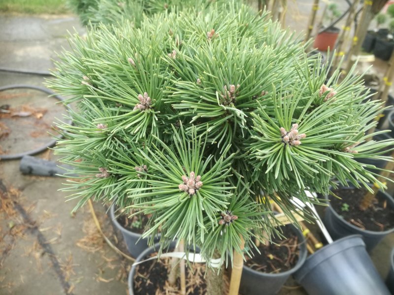 Tiger Pinus