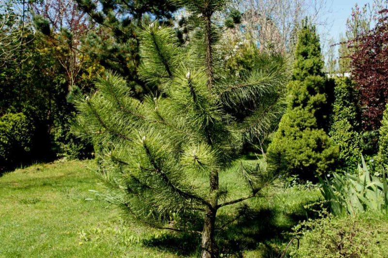 Сосна Pinus nigra Nana