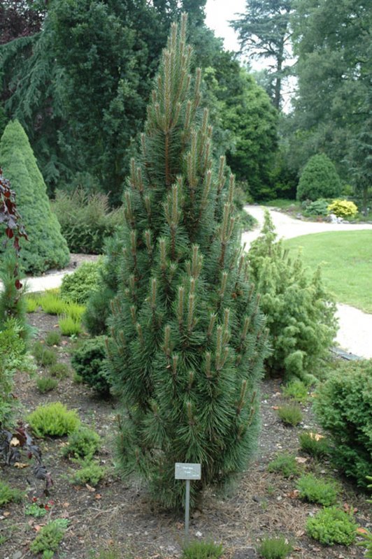 Сосна Pinus nigra pyramidalis