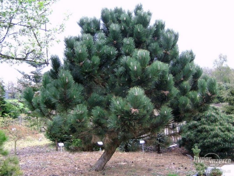 Сосна черная (Pinus nigra)