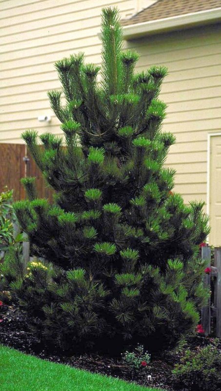 Pinus nigra Spielberg