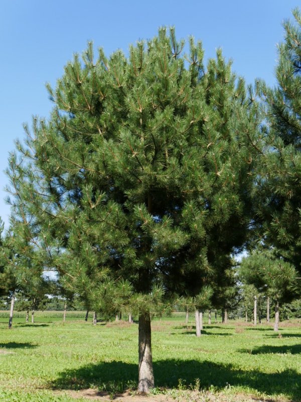 Сосна черная Pinus