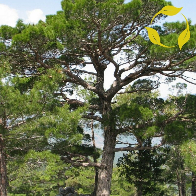 Pinus nigra шишка