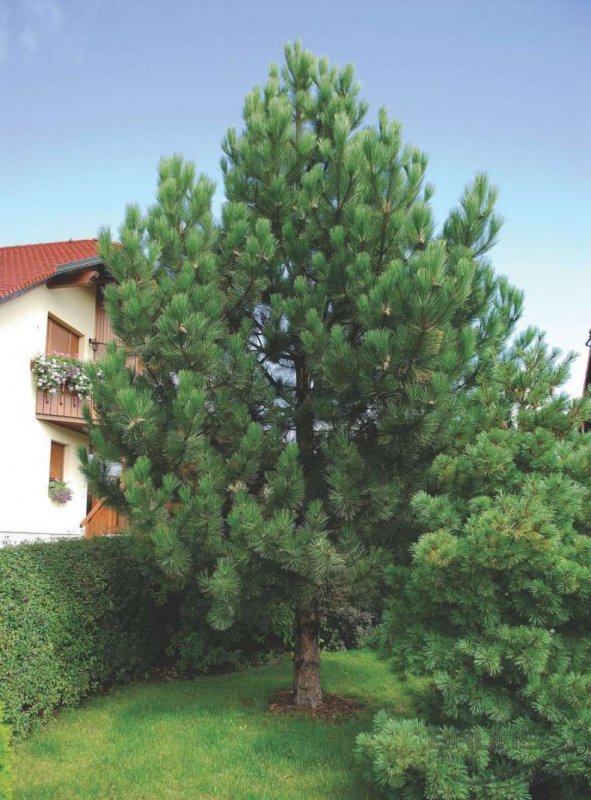 Сосна Pinus nigra