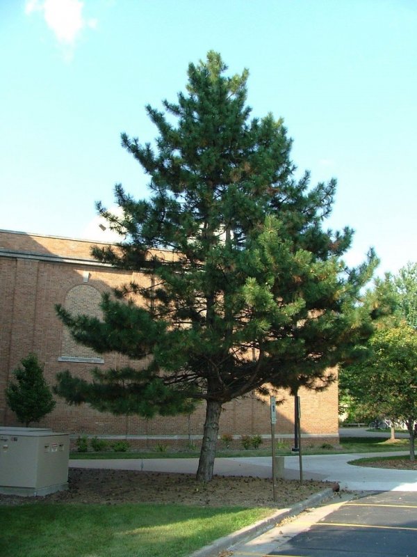 Сосна Pinus nigra