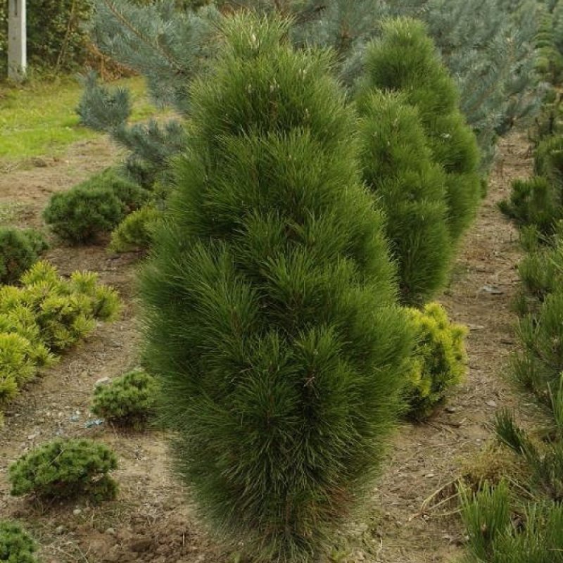 Сосна Pinus nigra