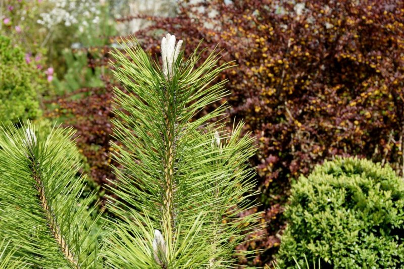 Сосна Pinus nigra