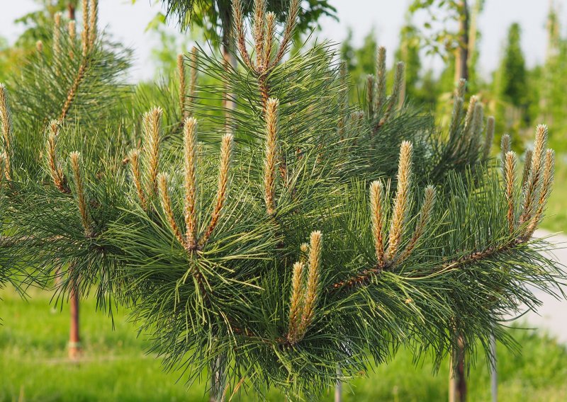 Сосна Pinus nigra