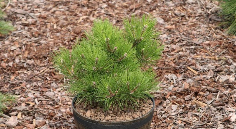 Pinus parviflora 'Billie'
