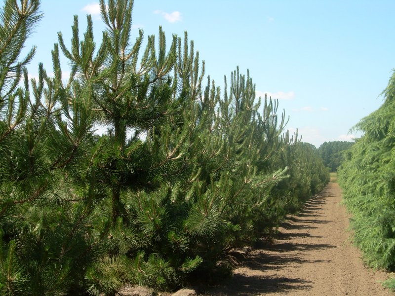 Сосна Pinus nigra