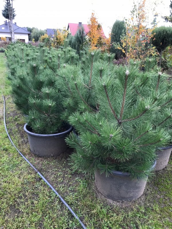 Сосна Pinus nigra nigra