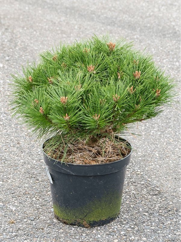 Pinus nigra nigra