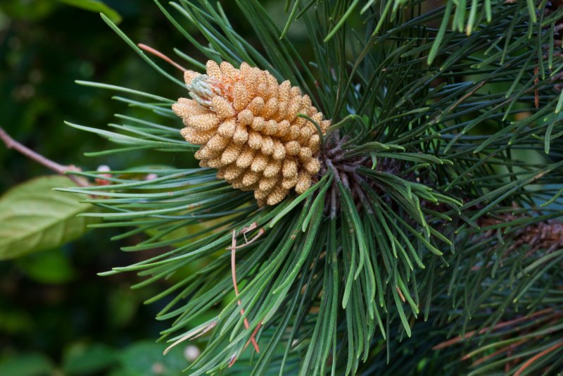 Сосна Pinus nigra