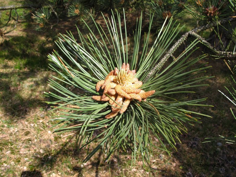 Pinus nigra Smaragd