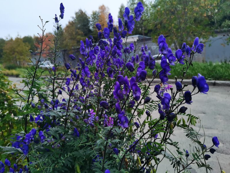 Аконит Кармихеля Арендса Aconitum carmichaelii “arendsii”