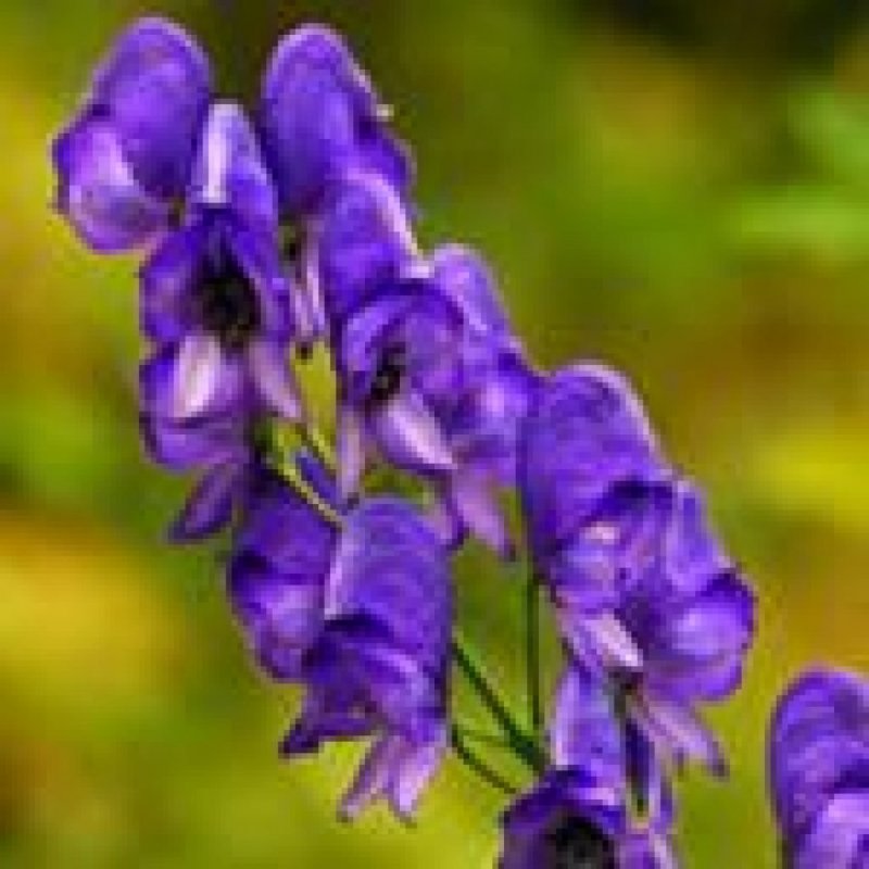 Аконит клобучковый Aconitum napellus