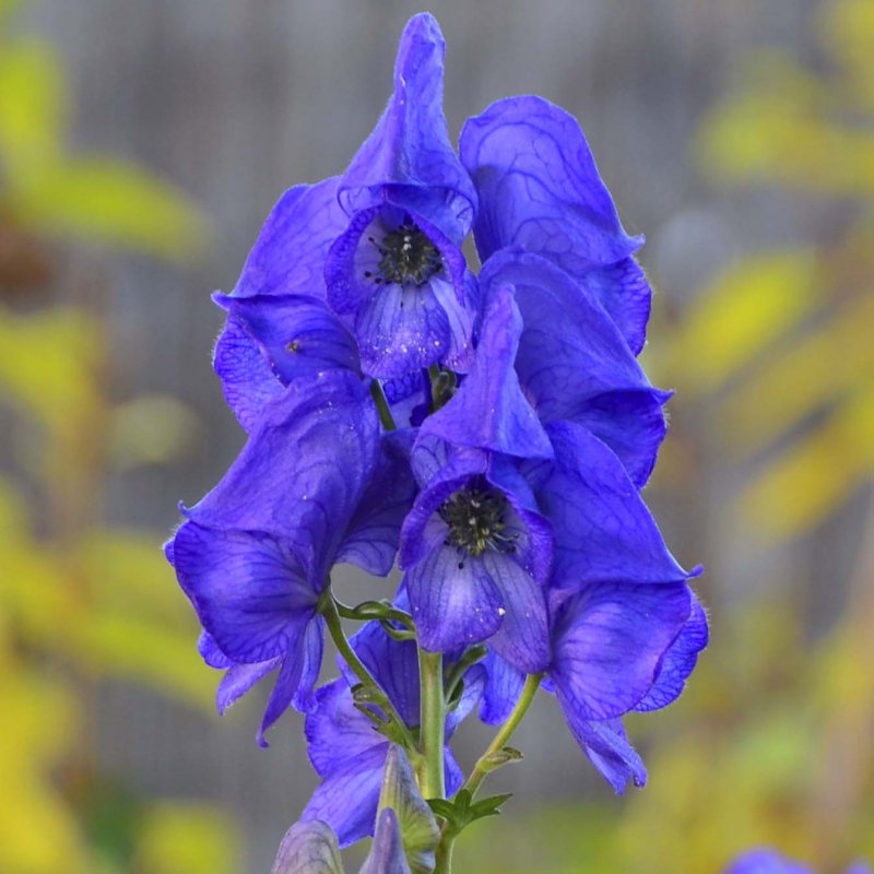 Аконит/борец Кузнецова (Aconitum kusnezoffii)